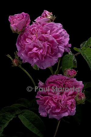 Rosa gallica ‘Agathe Rose’