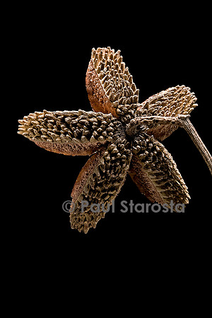 Flindersia australis (crows ash) - fruit