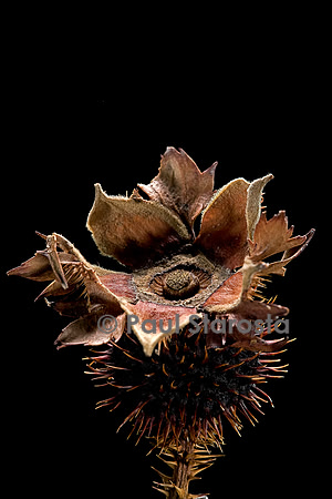 Rosa roxburghii (rosier châtaigne) - fruit
