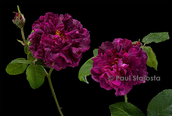 Rosa gallica ‘Rose des Maures’