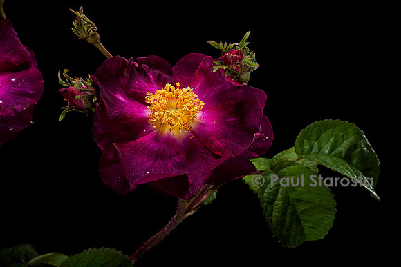 Rosa gallica ‘Violacea’