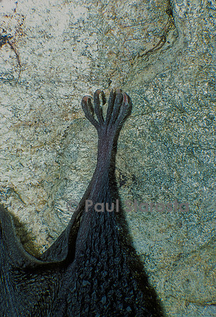 Rhinolophus hipposideros (petit fer à cheval, petit rhinilophe) - patte arrière
