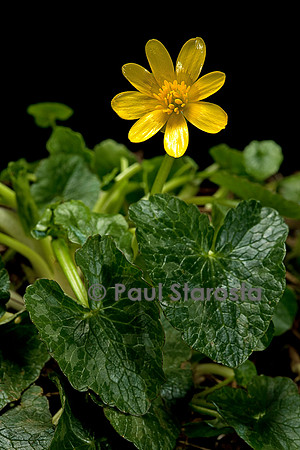 Ranunculus ficaria (ficaire)