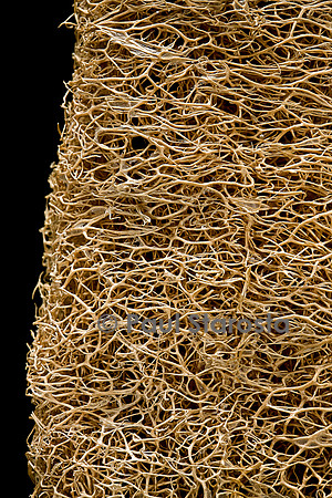 Luffa aegyptiaca (éponge végétale)
