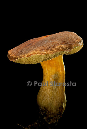 Xerocomus chrysenteron (bolet à chair jaune)