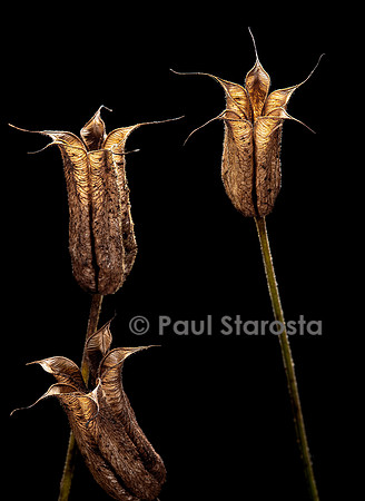 Aquilegia vulgaris (ancolie cmmune, aiglantine, cinq-doigts, colombine, bonne-femme) - fruit