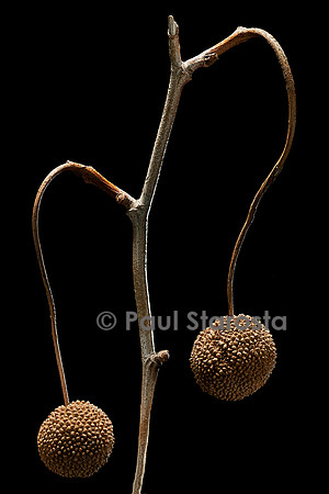 Platanus X acerifolia (platane commun) - fruit