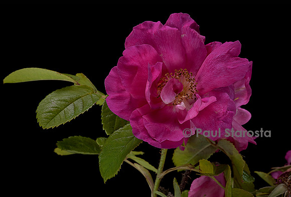 Rosa gallica ‘Officinalis’