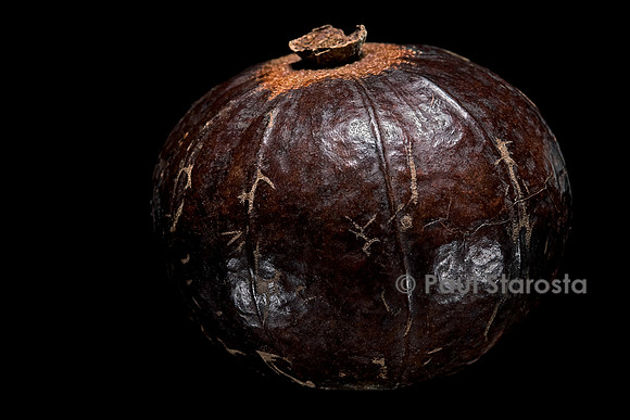 Oncoba spinosa (arbre à tabatière) - fruit