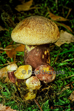 Tricholomopsis rutilans (tricholome rutilant)