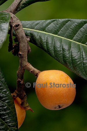 Eriobotrya japonica (Néflier du Japon, bidacier, bidassier) - fruit