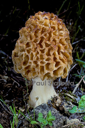 Moricella vulgaris (morille commune)