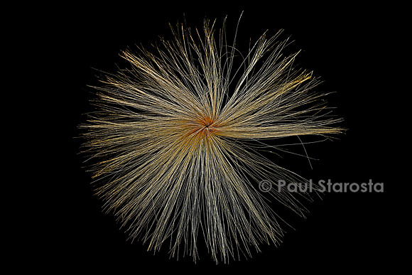 Cynanchum ovalifolium
