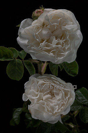 Rosa X centifolia muscosa ‘La Neige’