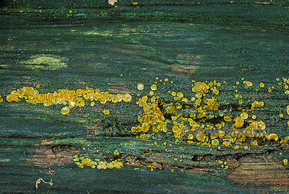 Orbilia xanthostigma