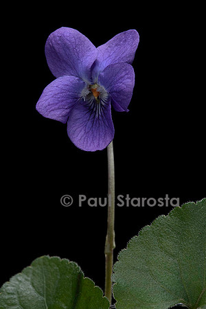 Viola odorata (violette)