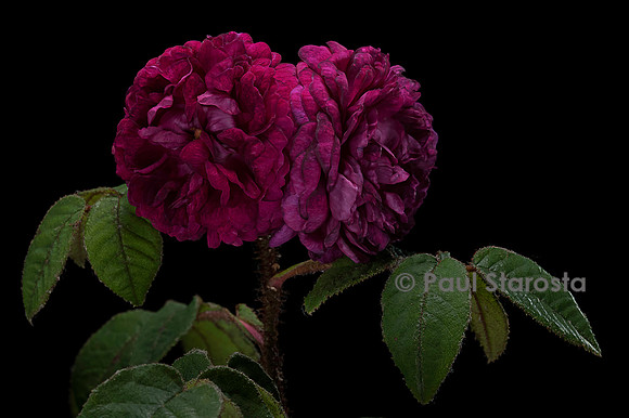 Rosa X centifolia muscosa ‘Capitaine John Ingram’
