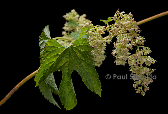 Humulus lupulus (houblon) - inflorescence mâle