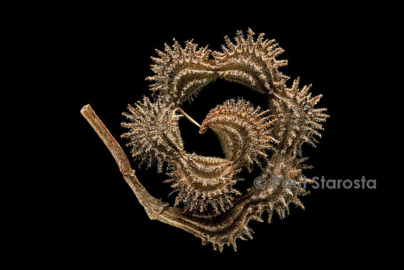 Scorpiurus muricatus (chenille des murs, chenille rayée, queue de scorpion) - fruit