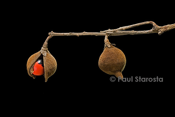Ormosia krugii (caconnier) - fruits
