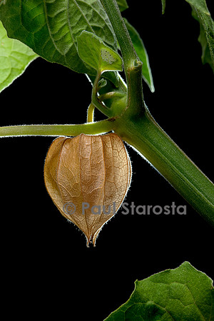 Physalis peruviana (coqueret du Pérou) - fruit mûr