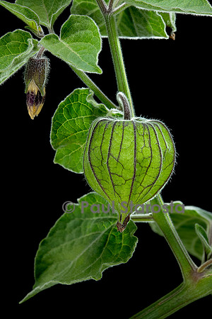 Physalis peruviana (coqueret du Pérou) - jeune fruit