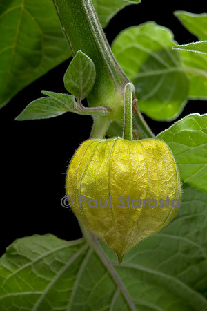 Physalis peruviana (coqueret du Pérou) - fruit