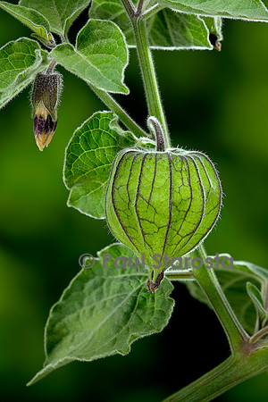 Physalis peruviana (coqueret du Pérou) - jeune fruit