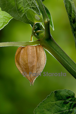 Physalis peruviana (coqueret du Pérou) - fruit mûr
