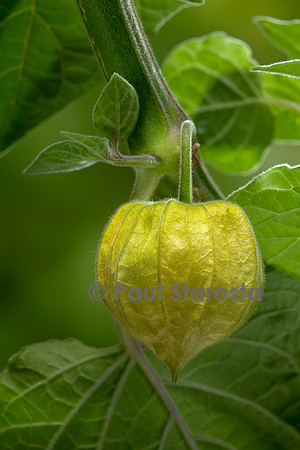 Physalis peruviana (coqueret du Pérou) - fruit