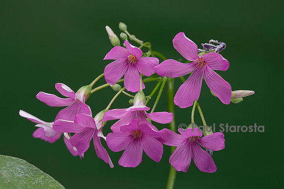 Oxalis articulata (oxalis articulé, oxalide articulée)