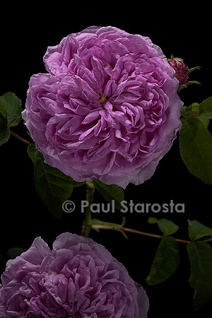 Rosa gallica ‘Louis Van Till’