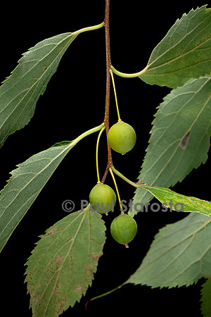 Celtis australis (micocoulier de Provence, micocoulier du Midi) - fruits