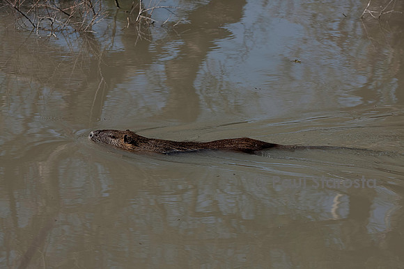 Myocastor coypus (ragondin) - nageant