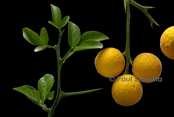 Poncirus trifoliata (poncire de Chine, citronnier épineux; oranger trifolié) - fruits