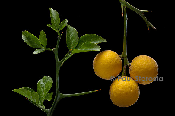 Poncirus trifoliata (poncire de Chine, citronnier épineux; oranger trifolié) - fruits
