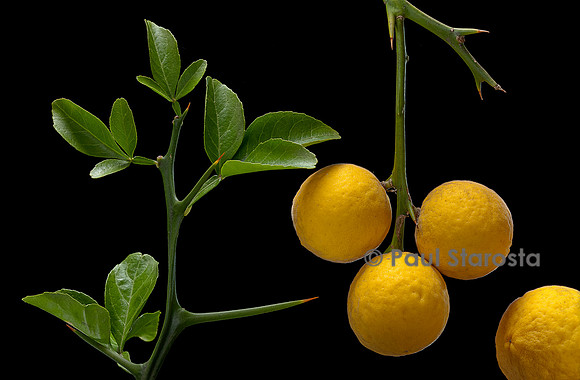 Poncirus trifoliata (poncire de Chine, citronnier épineux; oranger trifolié) - fruits