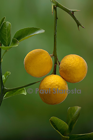 Poncirus trifoliata (poncire de Chine, citronnier épineux; oranger trifolié) - fruits