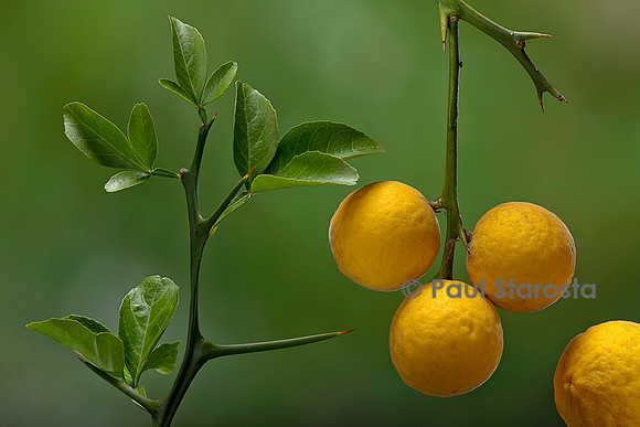 Poncirus trifoliata (poncire de Chine, citronnier épineux; oranger trifolié) - fruits