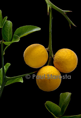 Poncirus trifoliata (poncire de Chine, citronnier épineux; oranger trifolié) - fruits