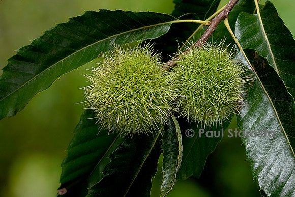 Castanea sativa (Châtaignier, châtaignier commun) - fruits (bogues)