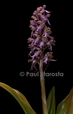 Barlia robertiana (orchis géant)