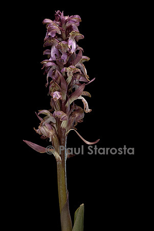 Barlia robertiana (orchis géant)