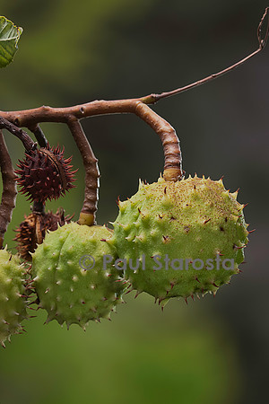 Aesculus hippocastanum (marronnier d'Inde) - fruits