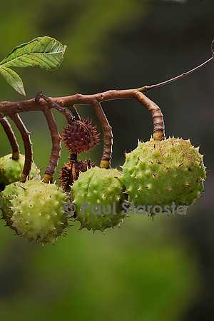 Aesculus hippocastanum (marronnier d'Inde) - fruits