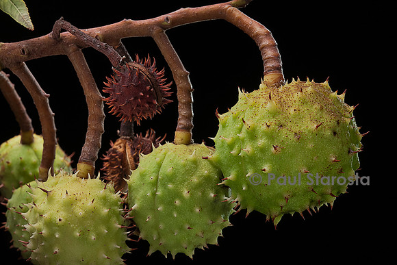 Aesculus hippocastanum (marronnier d'Inde) - fruits