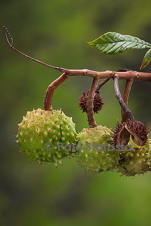 Aesculus hippocastanum (marronnier d'Inde) - fruits
