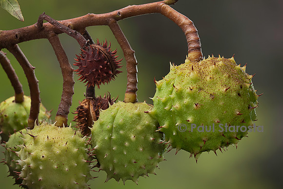 Aesculus hippocastanum (marronnier d'Inde) - fruits