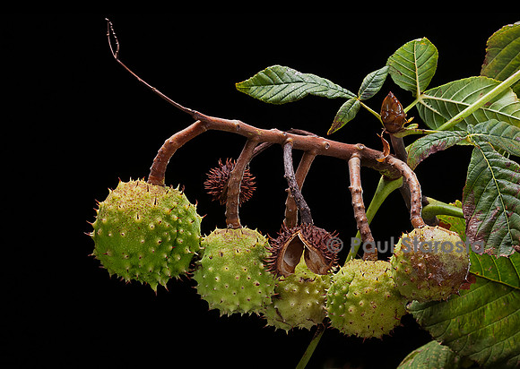 Aesculus hippocastanum (marronnier d'Inde) - fruits