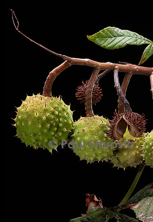 Aesculus hippocastanum (marronnier d'Inde) - fruits